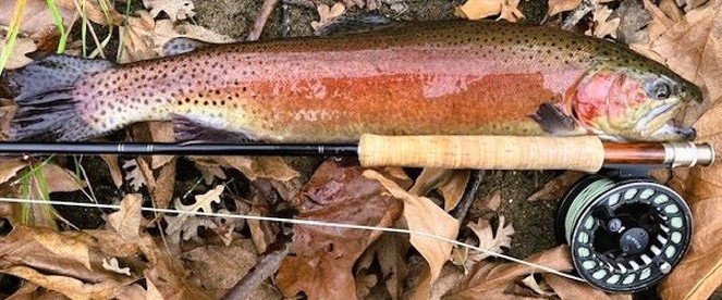 Kern River Fly Fishers - Fishing Report