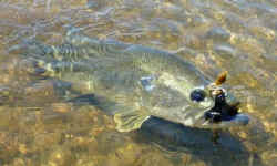 Kelsey Bass Ranch Hogg