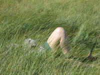 A quick nap on the upper Owens