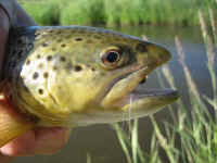 Panguitch Creek Quarry