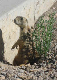 Panguitch Prairie Dog