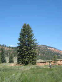 East Fork Sevier River Utah
