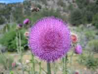 JULY07_033_small.jpg (5182 bytes)