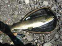 Monster Montana Brown