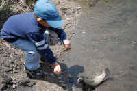 Everyone is catching fish!