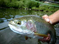 First Strike on Haypress Creek