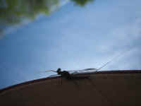 These guys everywhere. March Brown mayflies I'd guess