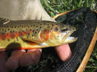 mole_013.jpg (32772 bytes)