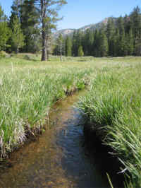 mole_018.jpg (70762 bytes)