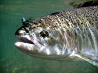 Underwater picture of Steelhead