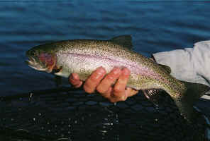 7-7-2006-13.jpg (44784 bytes)