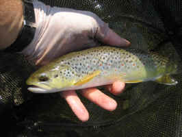 Aug162006 001.jpg (31740 bytes)