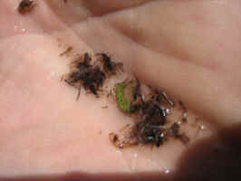 Aug42006fishingtrip 003.jpg (17162 bytes)