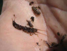 Aug42006fishingtrip 008.jpg (20800 bytes)