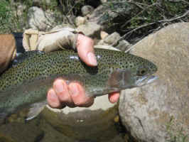 Aug42006fishingtrip 014.jpg (34404 bytes)