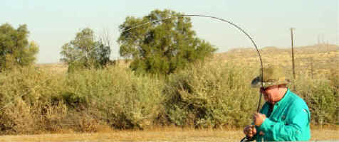 striper2.jpg (21904 bytes)