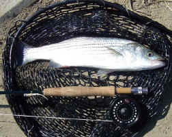 striper4.jpg (51130 bytes)