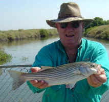 striper5.jpg (36126 bytes)