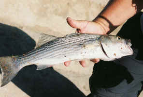 striper.jpg (24067 bytes)