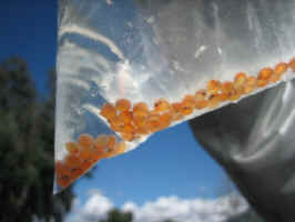 Closeup of Trout Fish Eggs being delivered to a local area high school